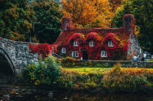 house covered with flowers