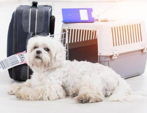 little dog and the airline cargo pet carrier